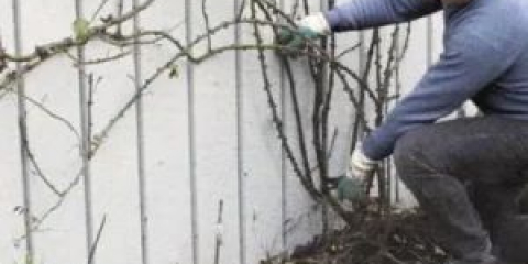 Přesazování růží na podzim na jiné místo s pokyny krok za krokem